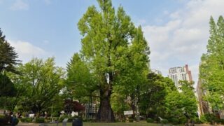 高麗の洪水で忠臣を救った古代イチョウ、天然記念物に指定へ