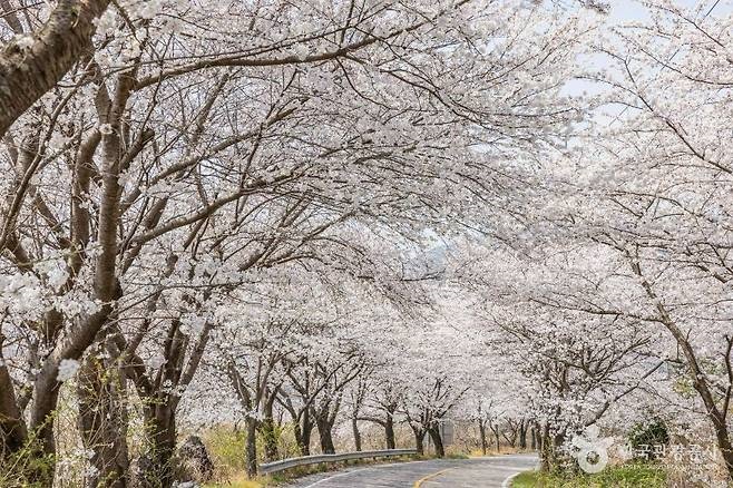 "果てしなく続く14kmのピンク色のトンネル" 車窓の向こうに広がる夢のような春の祭典