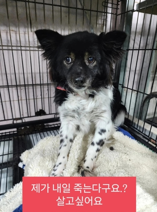 「安楽死30分前」ソ・ドンジュ、保護犬の救助要請