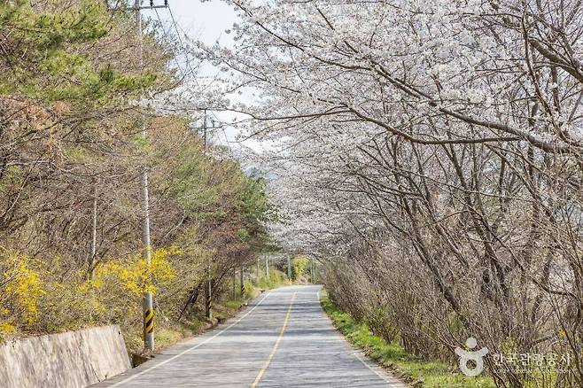 "果てしなく続く14kmのピンク色のトンネル" 車窓の向こうに広がる夢のような春の祭典