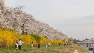 "日本の京都より良いですね" 90%が知らなかった忠清道1位のピンク色のトンネルの正体は？