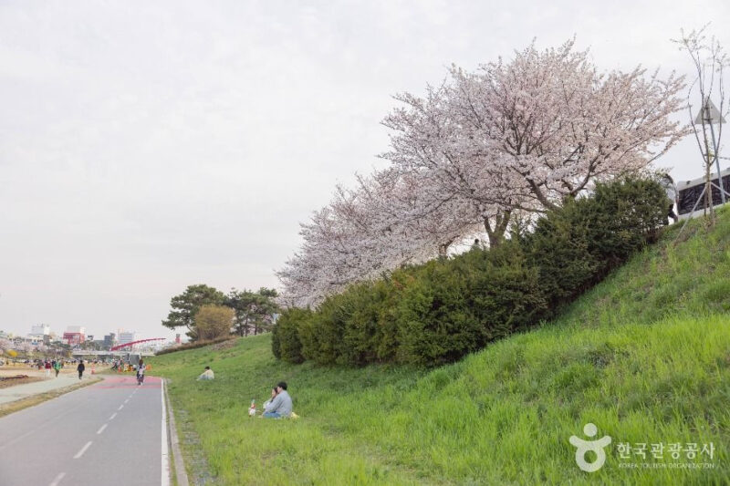 "日本の京都より良いですね" 90%が知らなかった忠清道1位のピンク色のトンネルの正体は？