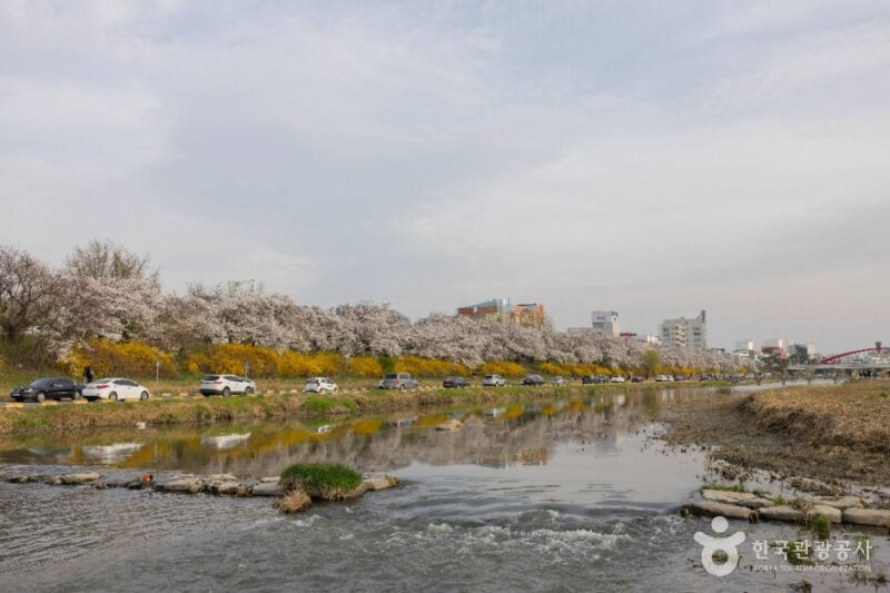 "日本の京都より良いですね" 90%が知らなかった忠清道1位のピンク色のトンネルの正体は？