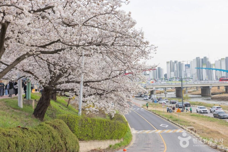 "日本の京都より良いですね" 90%が知らなかった忠清道1位のピンク色のトンネルの正体は？