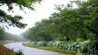 "たった2週間だけ許された黄金のじゅうたん!" 3月に済州で必ず行くべき花の名所5選