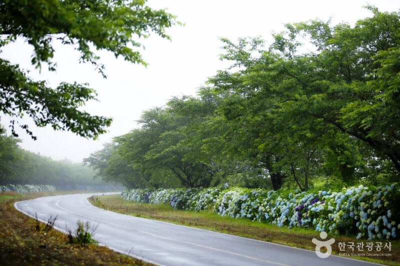 "たった2週間だけ許された黄金のじゅうたん!" 3月に済州で必ず行くべき花の名所5選