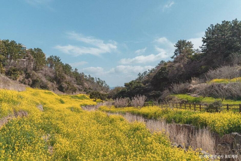 "たった2週間だけ許された黄金のじゅうたん!" 3月に済州で必ず行くべき花の名所5選