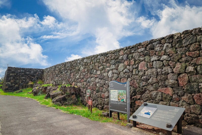 "たった2週間だけ許された黄金のじゅうたん!" 3月に済州で必ず行くべき花の名所5選