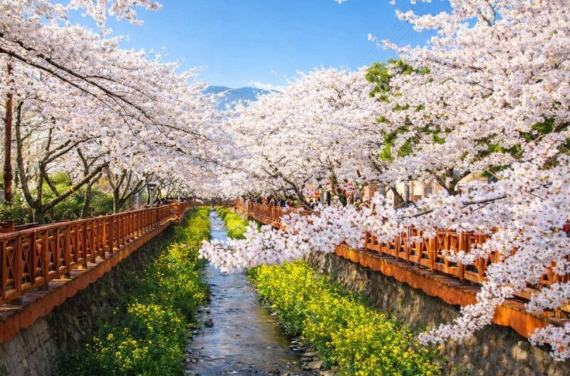「36万本の桜が咲く」··· 韓国最大規模の桜祭りの正体