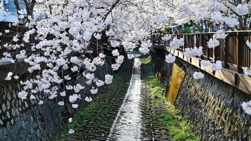 "36万本の桜が咲き乱れる"...国内最大規模の桜まつりの正体