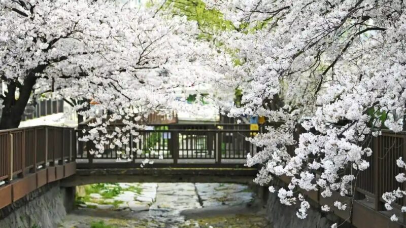 "36万本の桜が咲き乱れる"...国内最大規模の桜まつりの正体