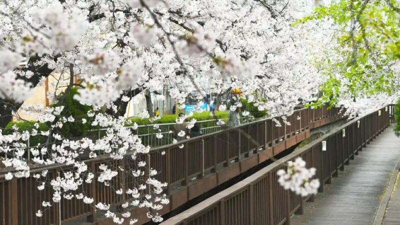 "36万本の桜が咲き乱れる"...国内最大規模の桜まつりの正体