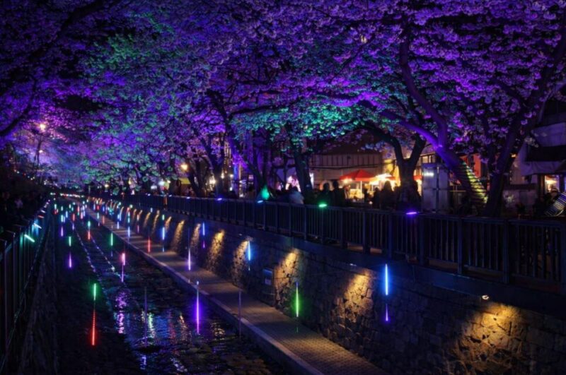 "36万本の桜が咲き乱れる"...国内最大規模の桜まつりの正体