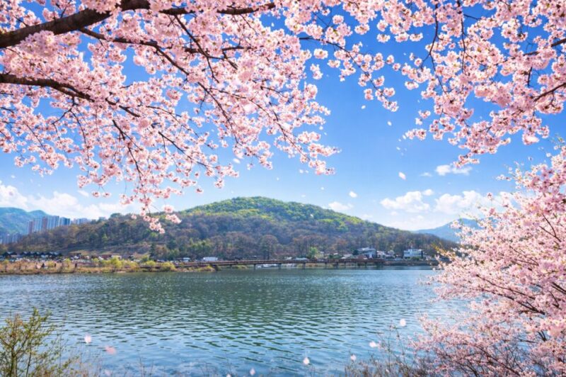 "ソウルの近くに58万㎡の桜の湖があるなんて"...毎年春になると人が集まる隠れた名所