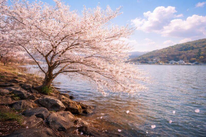 "ソウルの近くに58万㎡の桜の湖があるなんて"...毎年春になると人が集まる隠れた名所