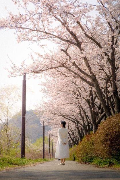 "ソウルの近くに58万㎡の桜の湖があるなんて"...毎年春になると人が集まる隠れた名所