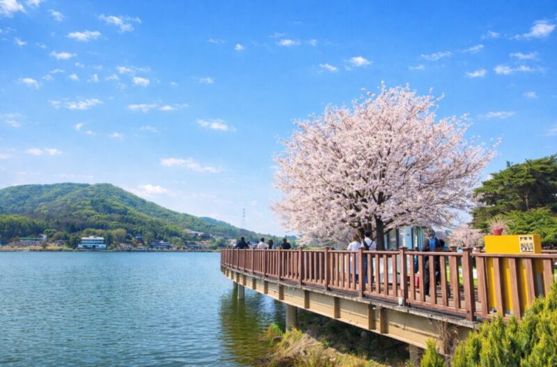 "ソウルの近くに58万㎡の桜の湖があるなんて"...毎年春になると人が集まる隠れた名所