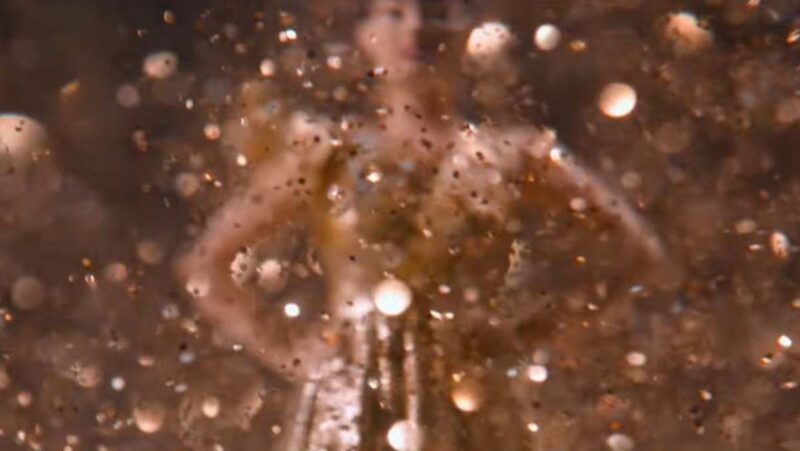 「吐き気を催すようなボディ・ホラーの傑作」　R18指定にもかかわらず絶賛を浴びた大作