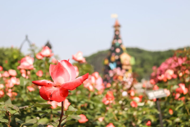 「あと3日を切りました」120万本の花を誇る首都圏を代表する春の花祭り
