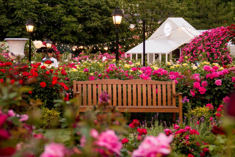 「あと3日を切りました」120万本の花を誇る首都圏を代表する春の花祭り