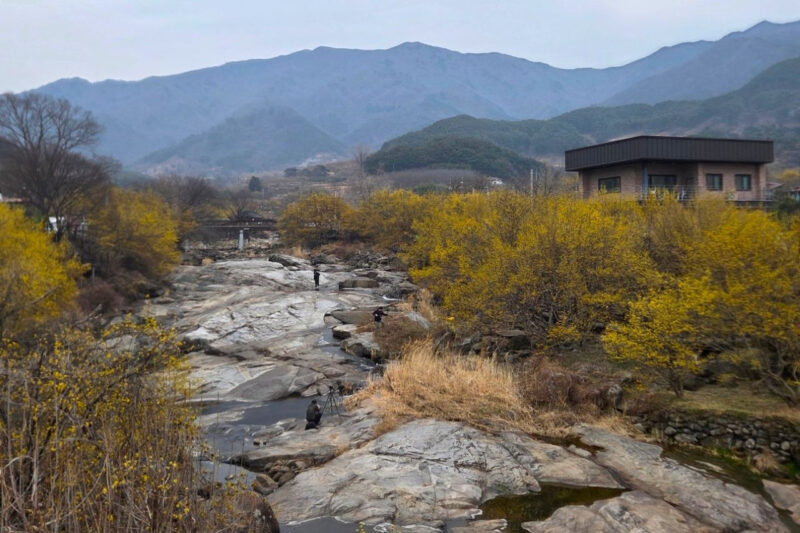 3月15日現在、見事に咲き誇る全国随一のサンシュユの群落祭！今週初めに見頃を迎える見込み