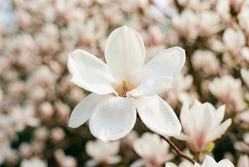 「今週行かなければ、また1年待たなければなりません」桜よりも貴重な「純白の女王」、金海のモクレンの森