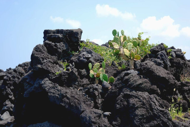 「国内で唯一サボテンが生えている済州島？」こんな場所は生まれて初めて見ました