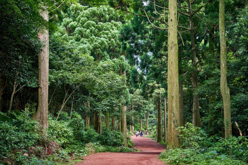 「済州島の人ですらここを知りません」失敗知らずの済州島No.1コース
