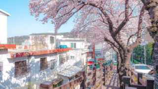 「日本へ旅行に行く必要はないですね」アニメの世界から飛び出したような釜山・開金（ケウム）の桜並木、撮影スポット（＋駐車場）