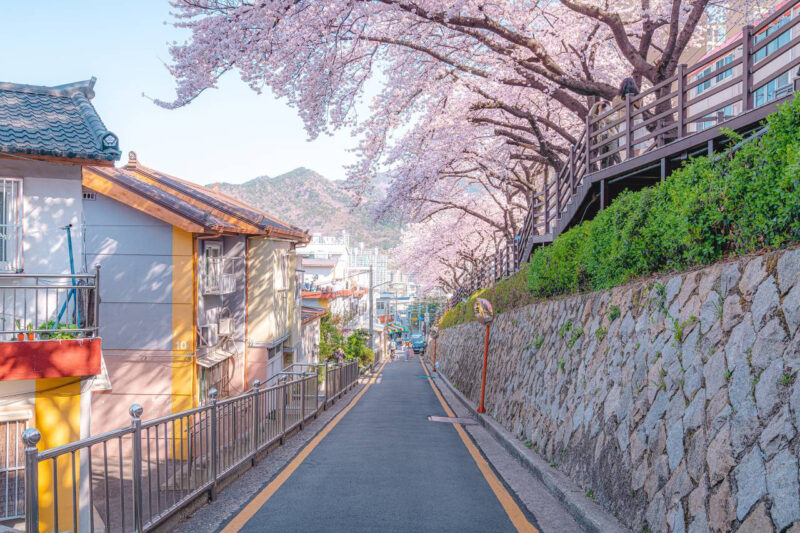 「日本へ旅行に行く必要はないですね」アニメの世界から飛び出したような釜山・開金（ケウム）の桜並木、撮影スポット（＋駐車場）