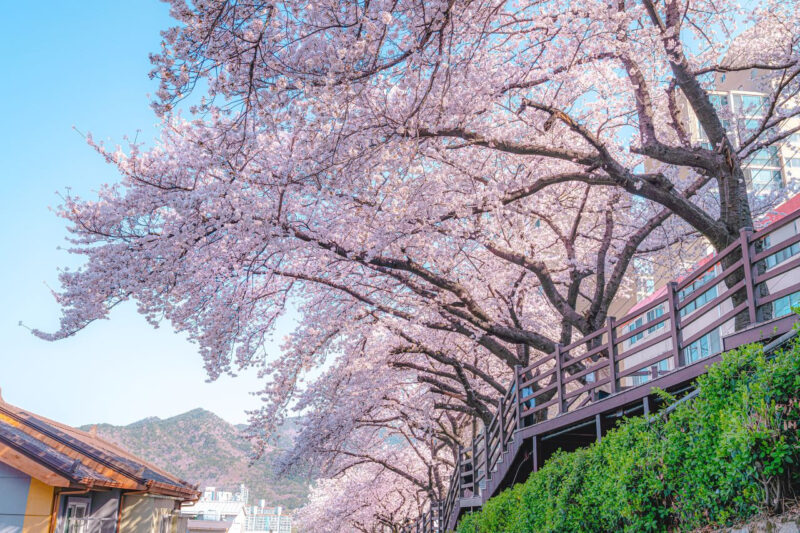 「日本へ旅行に行く必要はないですね」アニメの世界から飛び出したような釜山・開金（ケウム）の桜並木、撮影スポット（＋駐車場）