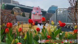 「ソウルにこんな場所ができたの？」昼は3万本の花が咲き誇る花道、夜は赤い照明が輝くソウルの春
