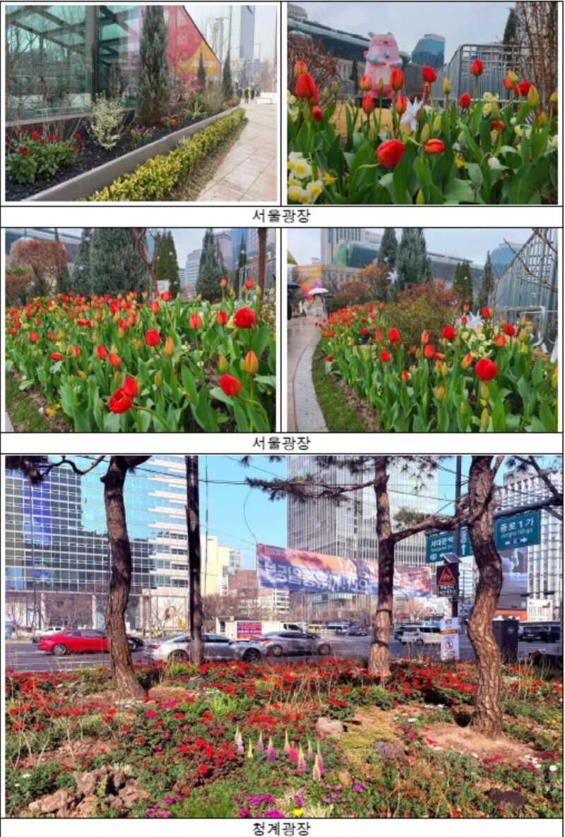 「ソウルにこんな場所ができたの？」昼は3万本の花が咲き誇る花道、夜は赤い照明が輝くソウルの春