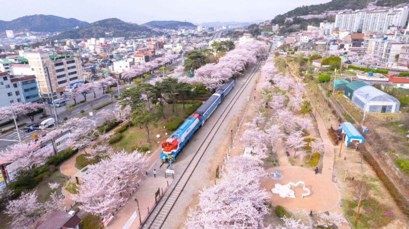 「たった10日間の開催なのに300万人が押し寄せるのには理由があるんですね」36万本のピンク色の祭典