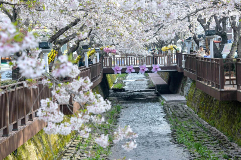 「たった10日間の開催なのに300万人が押し寄せるのには理由があるんですね」36万本のピンク色の祭典