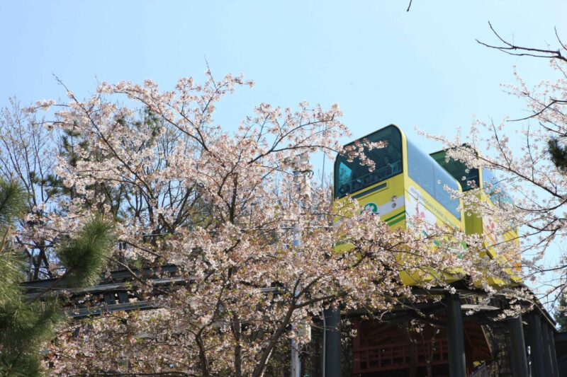 「たった10日間の開催なのに300万人が押し寄せるのには理由があるんですね」36万本のピンク色の祭典