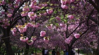 「汝矣島の桜の5倍の長さ？」地元の人だけが知る秘密の桜の名所、史上最高の忠清道旅行スポット