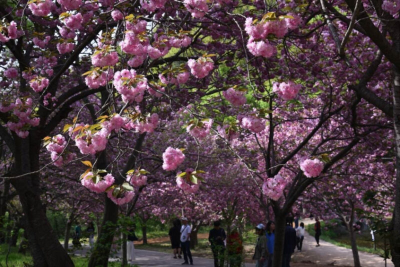 「汝矣島の桜の5倍の長さ？」地元の人だけが知る秘密の桜の名所、史上最高の忠清道旅行スポット