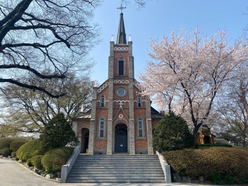 「汝矣島の桜の5倍の長さ？」地元の人だけが知る秘密の桜の名所、史上最高の忠清道旅行スポット