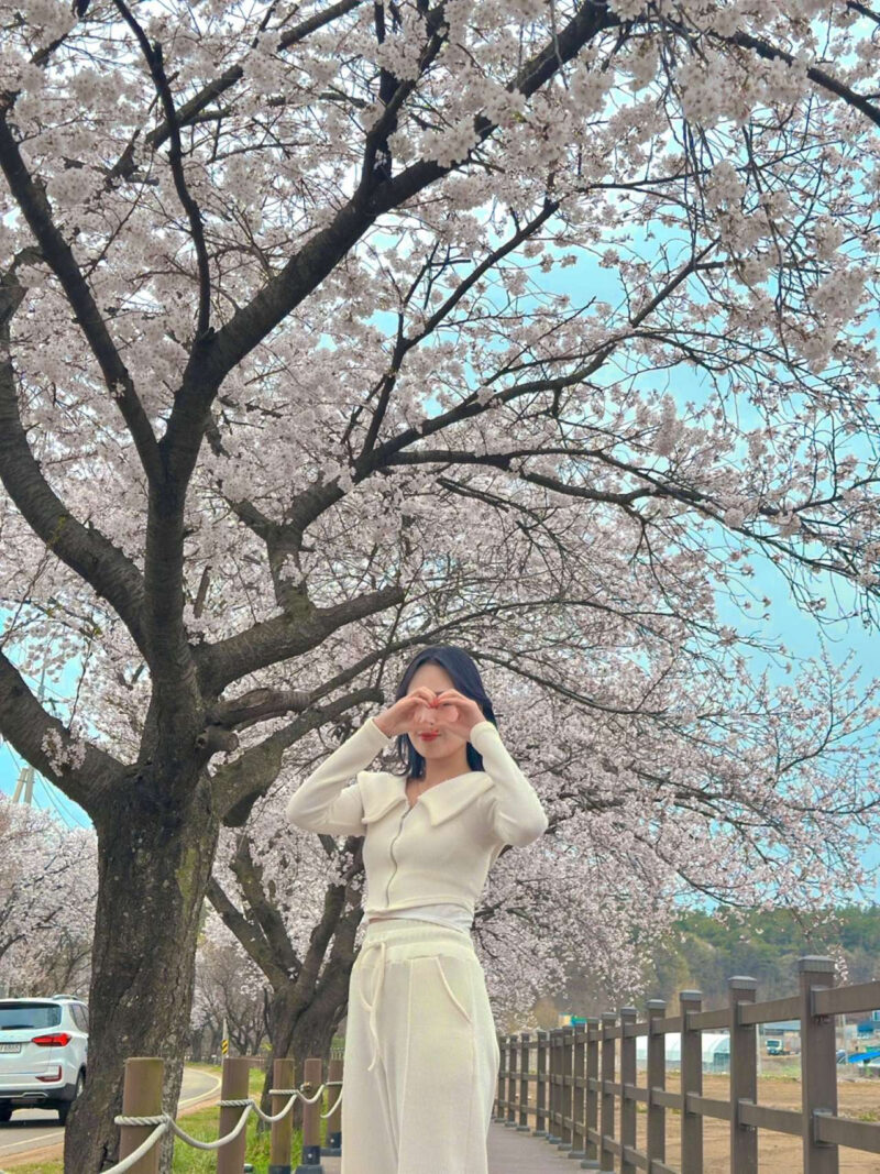 「汝矣島の桜の5倍の長さ？」地元の人だけが知る秘密の桜の名所、史上最高の忠清道旅行スポット