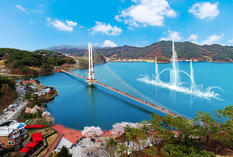 「汝矣島の桜の5倍の長さ？」地元の人だけが知る秘密の桜の名所、史上最高の忠清道旅行スポット