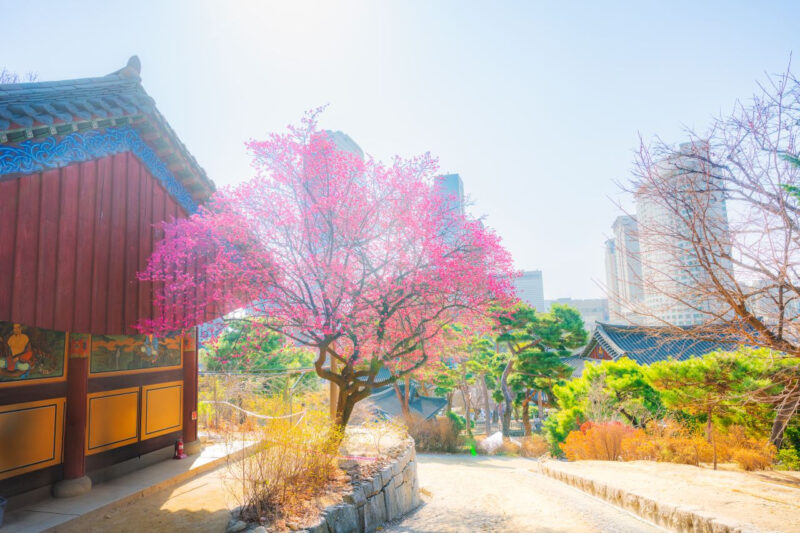 「江南の会社員たちが大騒ぎ」都心の真ん中に鮮やかなピンク色の桃源郷が広がる春の花の名所