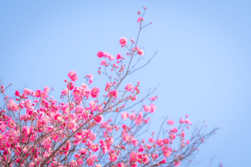 「江南の会社員たちが大騒ぎ」都心の真ん中に鮮やかなピンク色の桃源郷が広がる春の花の名所