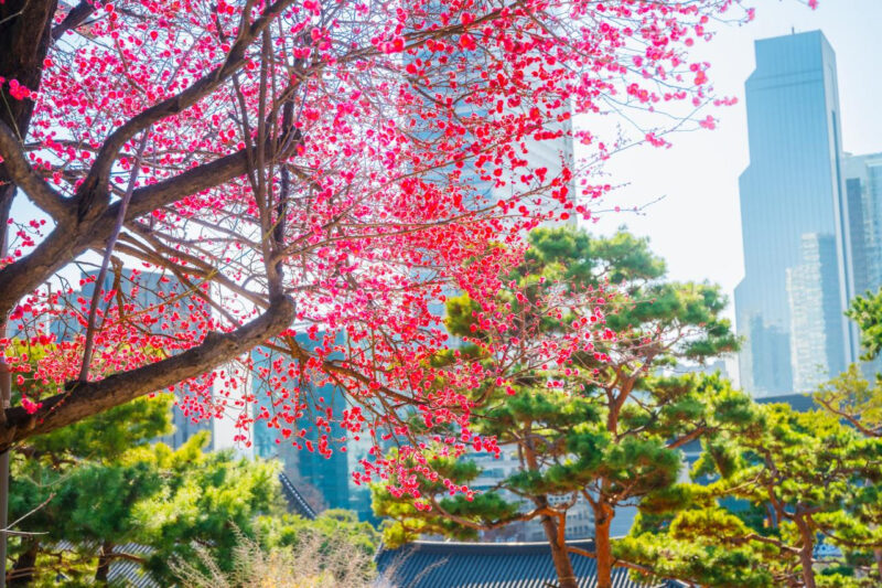「江南の会社員たちが大騒ぎ」都心の真ん中に鮮やかなピンク色の桃源郷が広がる春の花の名所