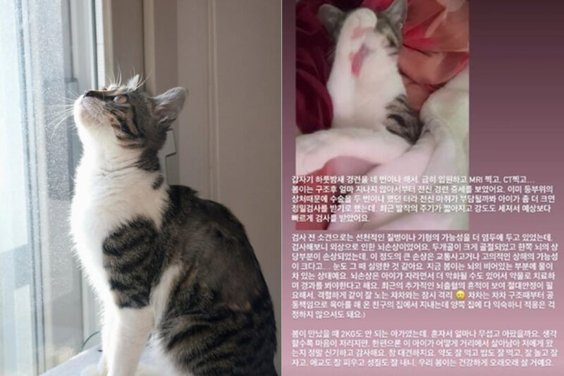 オオカミ猫、「全身痙攣症状」...深刻な状況