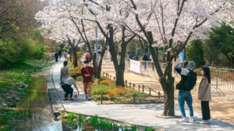 「桜の写真を撮るために30万円ォンの最新アイフォンを買ったんですか？」――それなら、ソウルではまさにここがおすすめです。