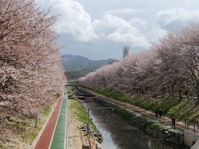 "벚꽃 사진 찍으려 200만 원 최신 갤럭시 사셨다고요?" 여기는 방문만 하면 됩니다.