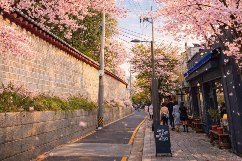 "벚꽃 사진 찍으려 200만 원 최신 갤럭시 사셨다고요?" 여기는 방문만 하면 됩니다.