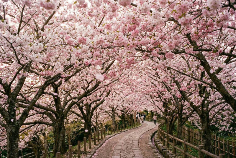 "서울가는 버스 탔는데, 중간에 내렸어요" 최신 MZ 벚꽃 명소 추천