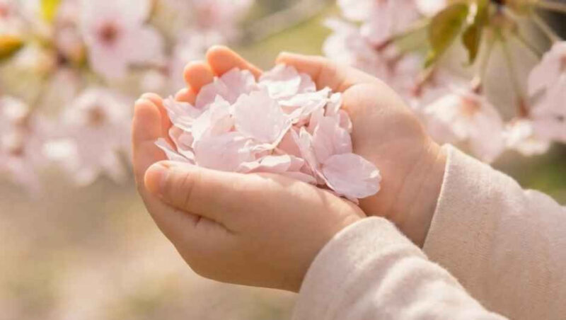 "30年ぶりの過去最大規模"というから、今週末は見逃したら後悔する名物「桜まつり」。